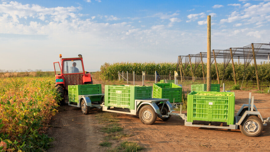 Određivanje optimalnog vremena berbe jabuka