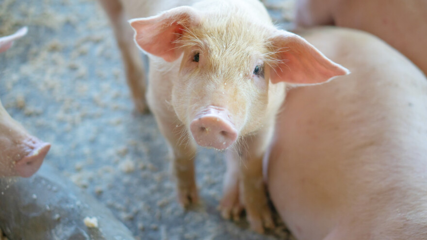Cjepivo za afričku svinjsku kugu se pokazalo uspješno?