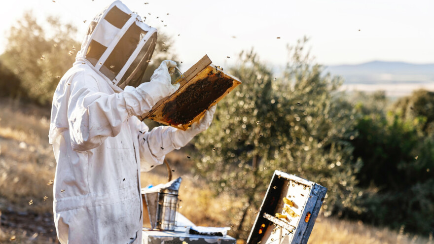 Bagremova paša je pri kraju: Česte padavine ometale su medenje