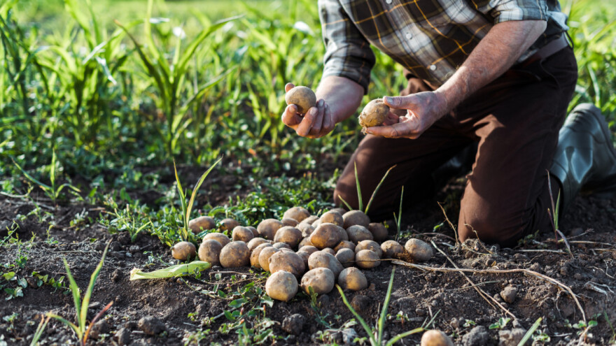 Glikoalkaloidi u hrani mogu uzrokovati probavne simptome