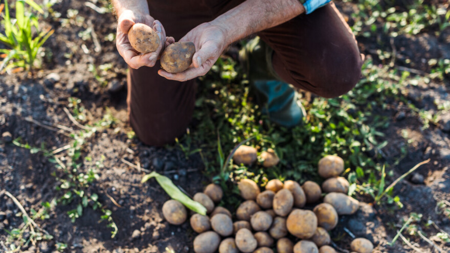 Smeđa trulež krumpira - kako je prepoznati i suzbiti