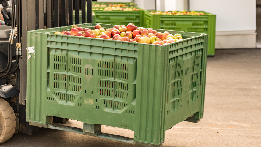 Rusija ostaje glavno tržište za poljske jabuke - unatoč zabrani izvoza