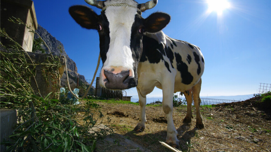 Bedrenica pod kontrolom? Dosad potvrđena na 69 životinja, cijepljeno više od 15.000 grla