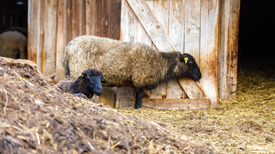 Ovčji stajnjak najbogatiji hranjivim tvarima - kako ga primijeniti?
