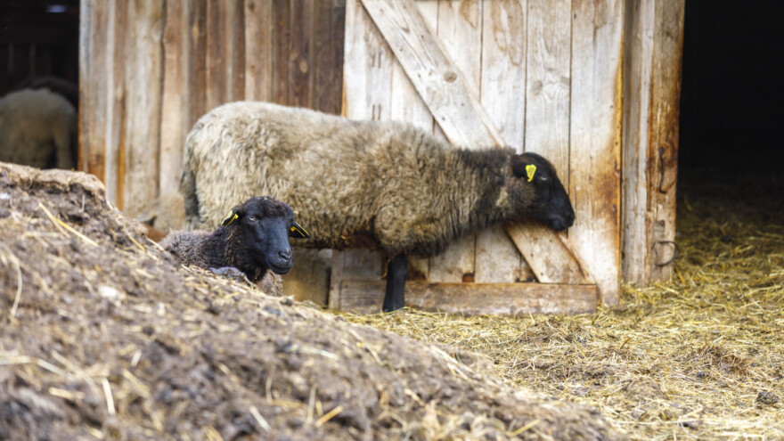 Objavljen natječaj: Za zaštitu domaćih životinja od napada velikih zvijeri 5,9 milijuna eura