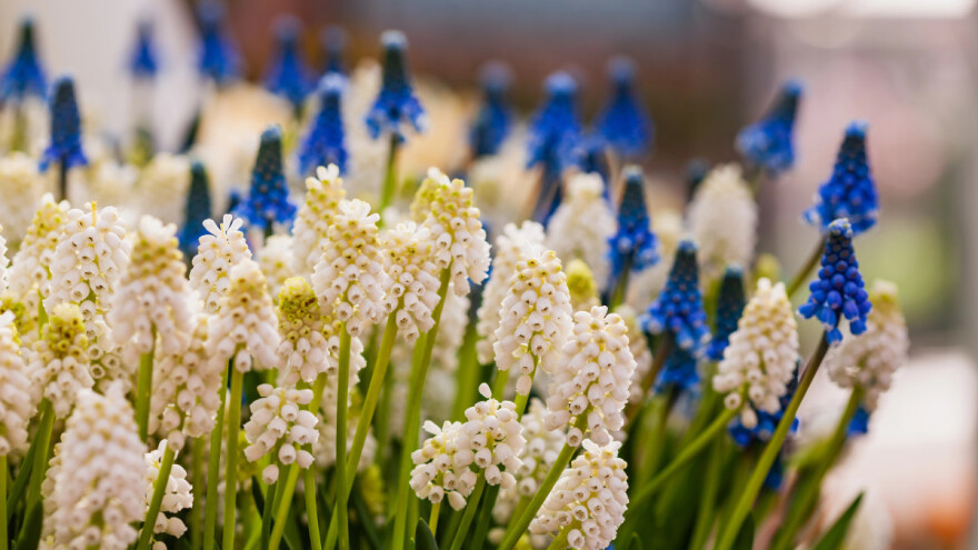 Muskari mogu da se uzgajaju i na prozorskoj dasci
