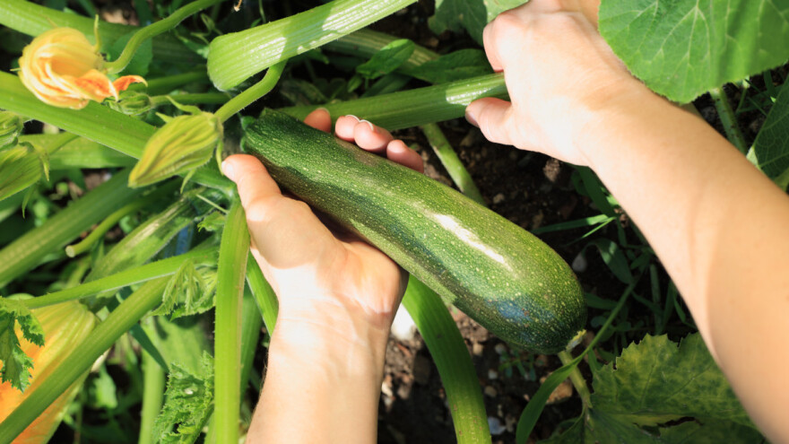 Tikvice u drugom usjevu: Svi detalji uzgoja na otvorenom