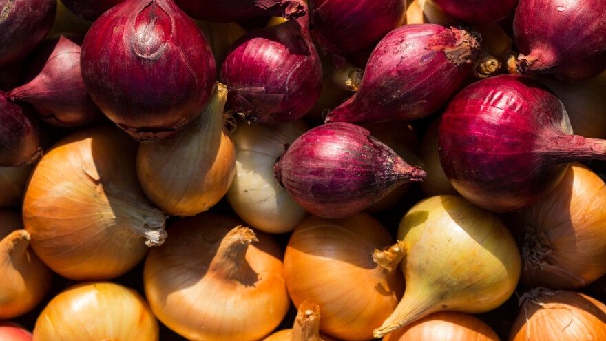 Koje sorte luka se najčešće sade u proljeće?