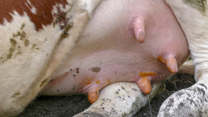 Mastitis je najskuplja bolest mliječnih krava - češće se javlja subklinički oblik