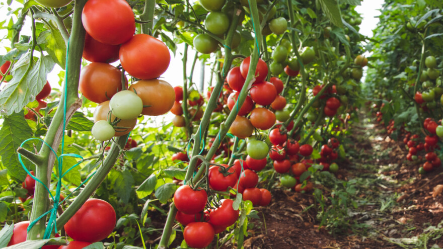 Rade na sorti paradajza s više D3 vitamina