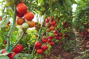 Rade na sorti paradajza sa više D3 vitamina