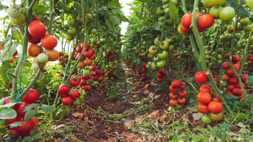 Pronađen prirodni biopesticid za opasno bakterijsko oboljenje Xylella fastidiosa?