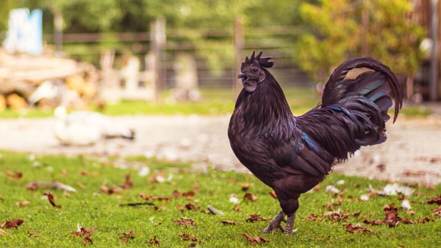 Crna kokoš: Jedna od najskupljih domaćih životinja na svijetu