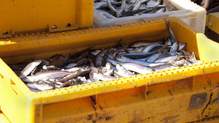 Osnovan LAG za ribarstvo na otoku Krku - tako će lakše do EU novca?