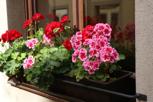 Kada unijeti pelargonije i pripremiti ih za zimu?