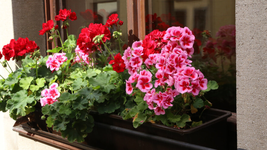 Kada unijeti pelargonije i pripremiti ih za zimu?