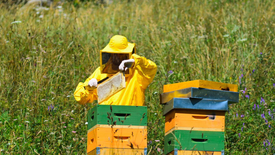 Otvoren konkurs za subvencije po košnici pčela