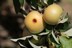 Jabuka na udaru bolesti i štetočina - kako je zaštititi?