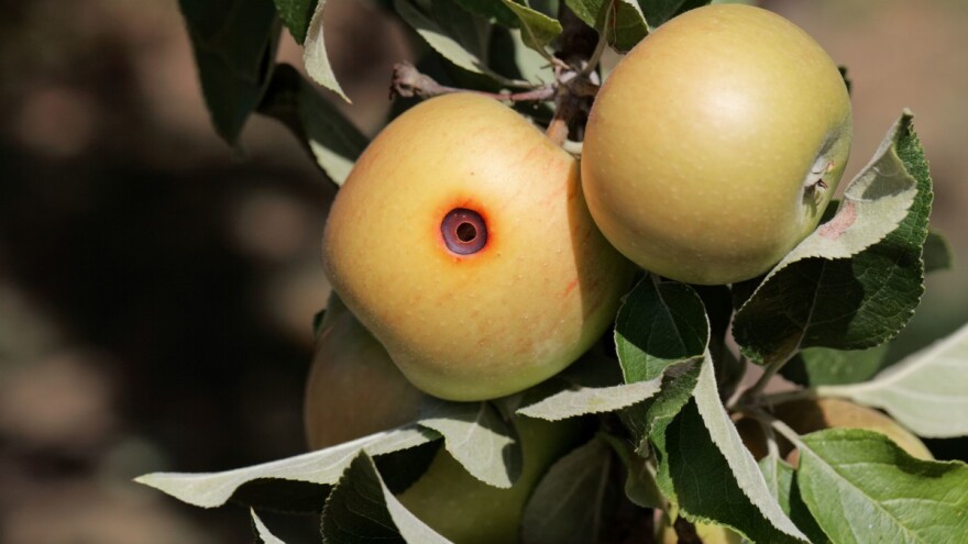 Jabuka na udaru bolesti i štetočina - kako je zaštititi?