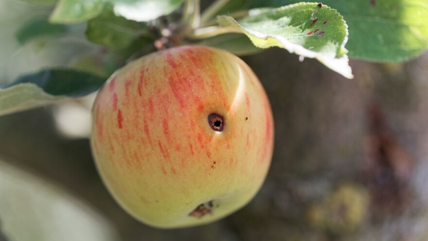 Jabučni savijač izaziva crvljivost plodova - kako spriječiti štetu?