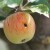 Jabučni smotavac izaziva crvljivost plodova - kako spriječiti štetu?
