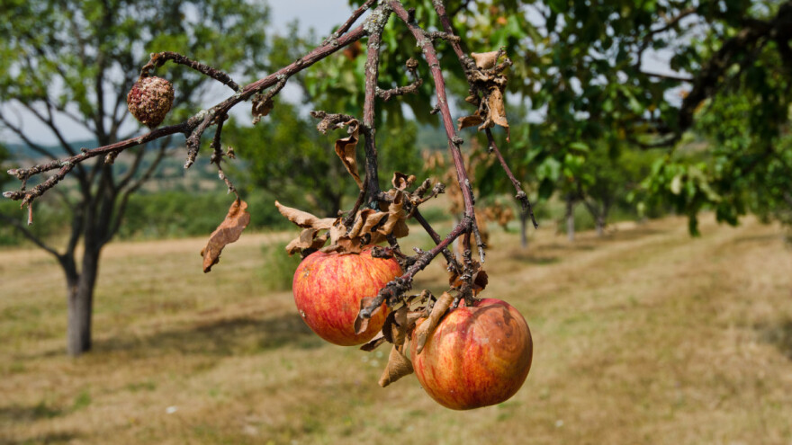 Protiv truleži plodova jabuke kombinovanjem mera