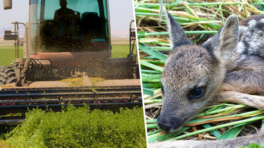 Kosidba u toku - šta preduzeti da tom prilikom ne usmrtite mladu divljač?