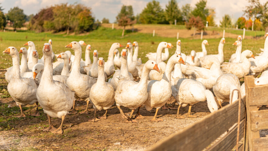 Od danas na području cijele RH obavezno držanje peradi u zatvorenim nastambama