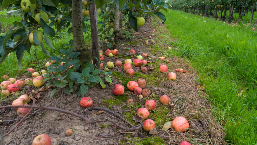 Voće i povrće trune u voćnjacima i na njivama - zbog Bregzita nema ko da ih obere