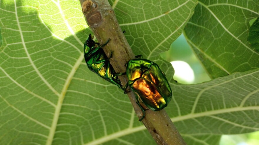 Kako zaustaviti najezdu zlatnih mara na smokve i octene mušice na grožđe?