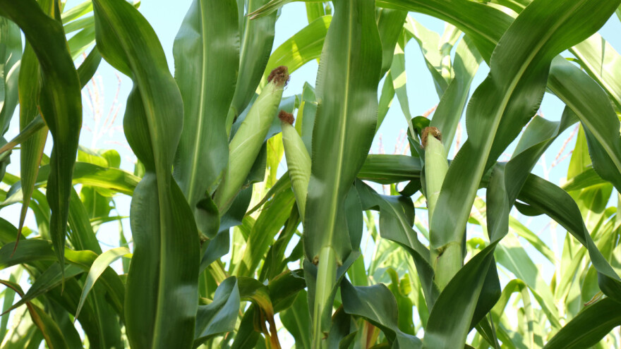 Otkrivene linije kukuruza s višestrukom otpornošću na bolesti?