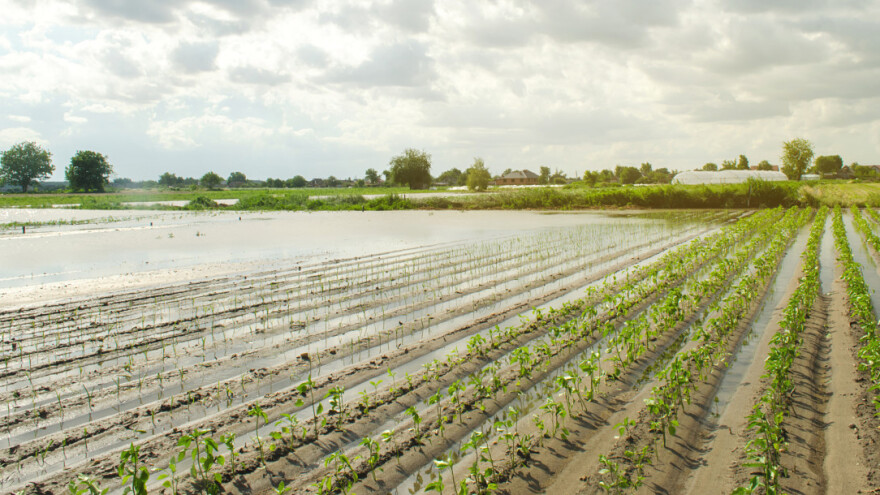 Koje biljne bolesti očekivati dolaskom viših temperatura i uz povećanu vlagu?