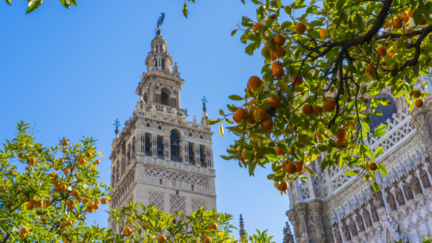 Invazivna bolest agruma prijeti Europi? Kukac koji ju prenosi pojavio se u Sevilji