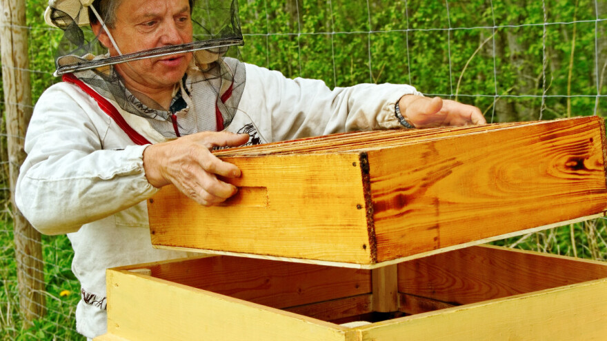 Loša bagremova i livadska paša - med sve skuplji