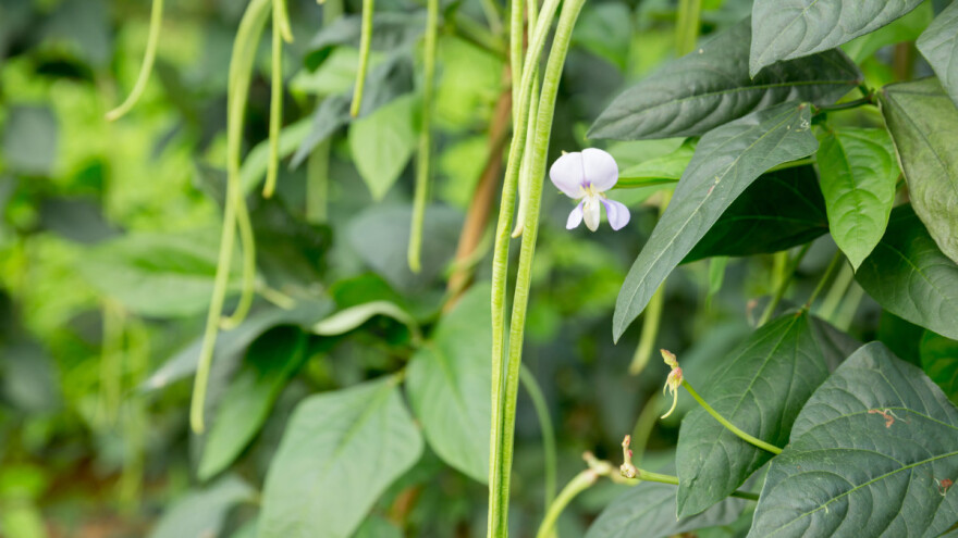 Uzgojite vignu - mahunarku visokog prinosa koja dobro podnosi sjenu