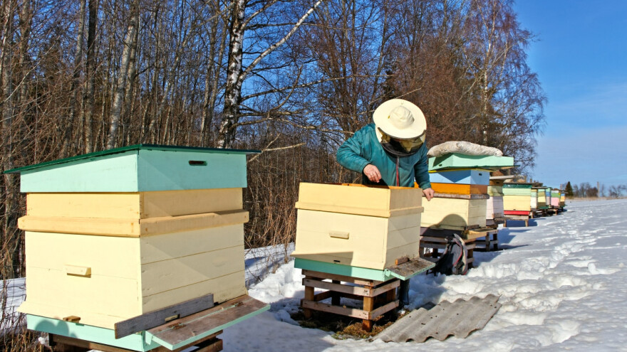 Vreme je za odmor pčela - kako ih proveriti, a ne uznemiriti?