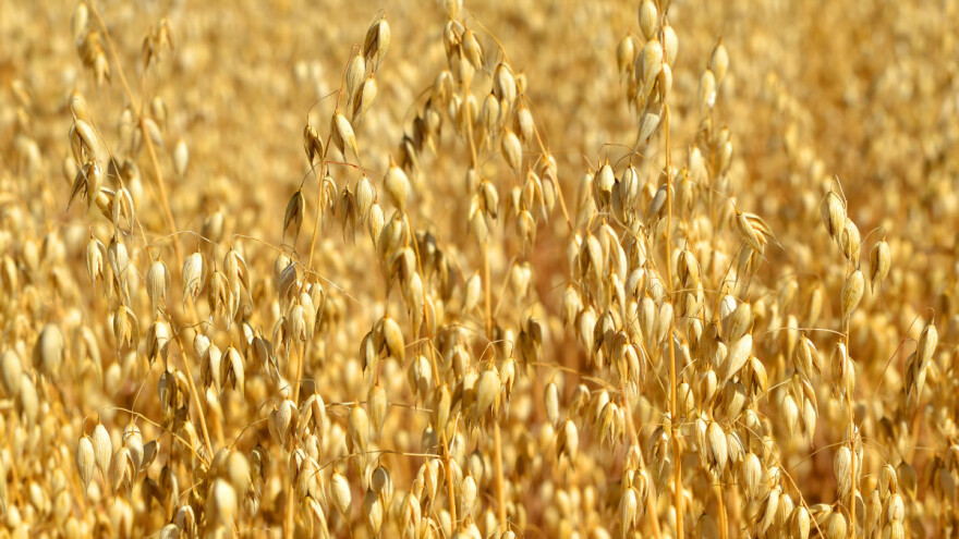 TOP 10: Tko su najveći uzgajivači jare, a tko ozime zobi?