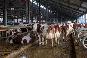 CattleEye - nadzire stoku i javlja farmeru svaku promenu
