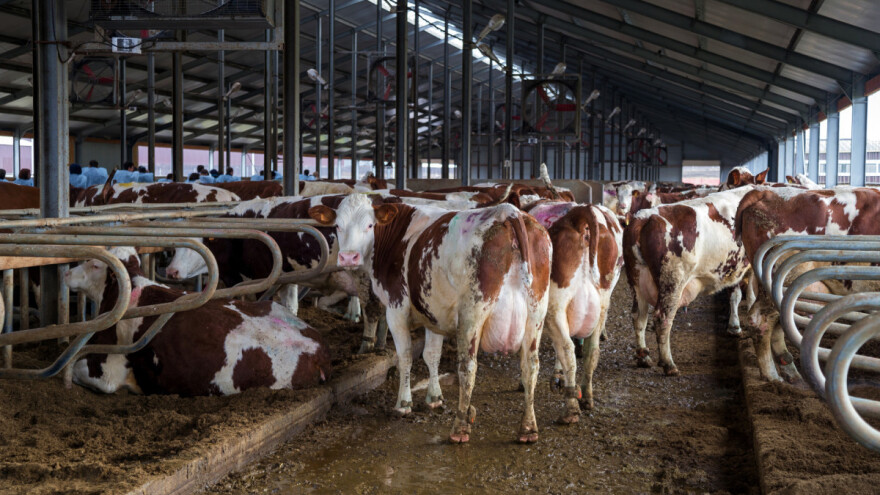 CattleEye - nadzire stoku i javlja farmeru svaku promenu