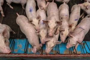 Tovne svinje jeftinije, cena prasadi do 25 kg kao i jagnjadi - 500 din/kg
