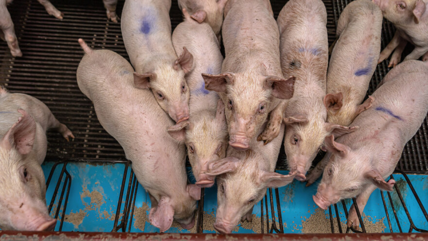 Tovne svinje jeftinije, cena prasadi do 25 kg kao i jagnjadi - 500 din/kg