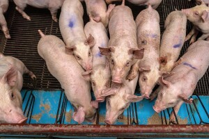 Prvi slučajevi afričke svinjske kuge zabilježeni u Busovači