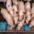Zabranjen rad stočnih pijaca i sajmova na kojima se prodaju svinje
