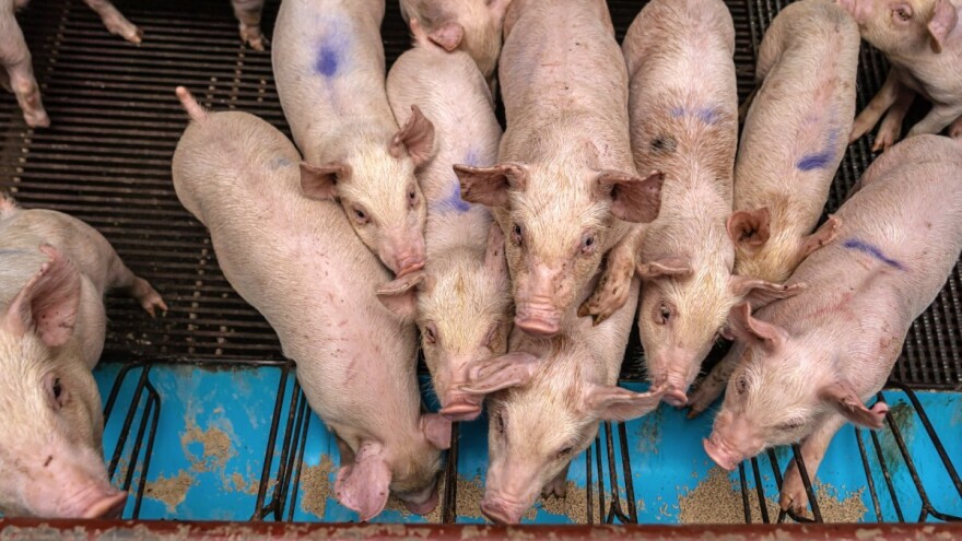Zabranjen rad stočnih pijaca i sajmova na kojima se prodaju svinje