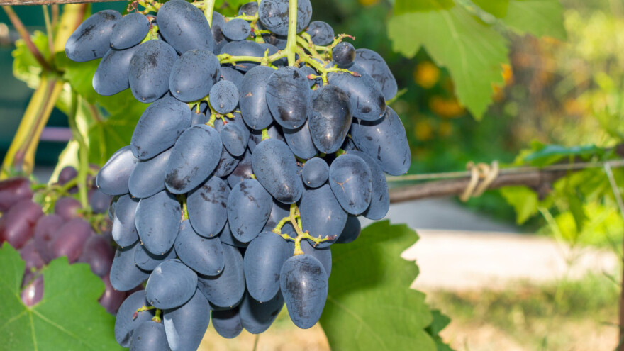 U trendu su sorte grožđa bez sjemenki - prednjače talijanski proizvođači