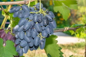 U trendu sorte grožđa bez semenki - prednjače italijanski proizvođači