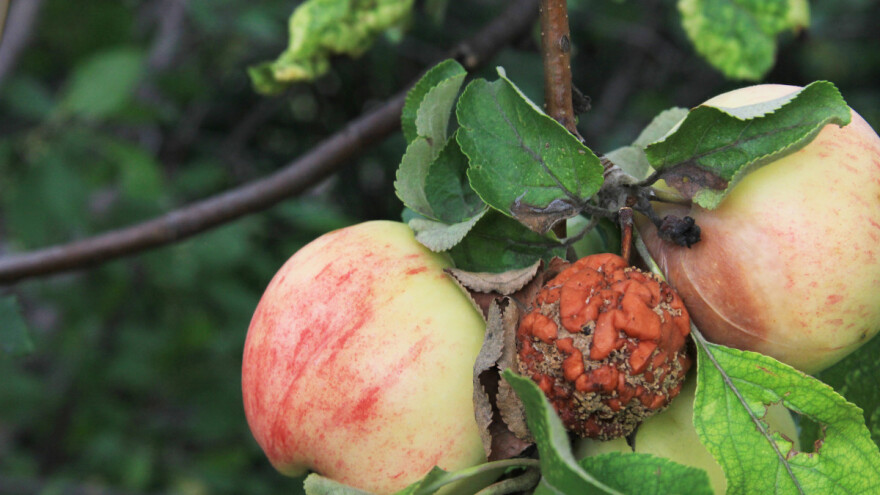 Kemijski spojevi koje izlučuju mravi učinkoviti protiv truleži voća i drugih bolesti?
