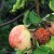 Jabuke zaštitite od pojave gorke i mrke truleži