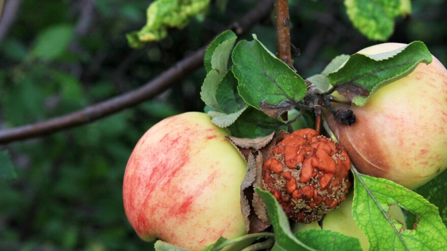 Jabuke zaštitite od pojave gorke i mrke truleži