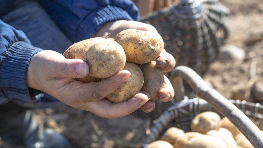 Žrtva novog zatvaranja opet je i poljoprivreda - kamo s mesom, krumpirom, vinom?